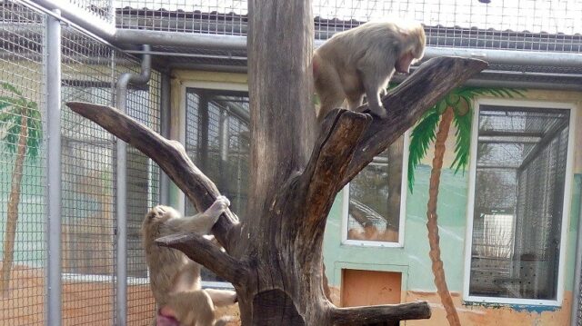 Приматів з “Подільського зоопарку” випустили у відкритий вольєр. ФОТО