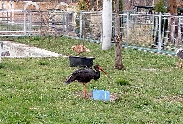 У “Подільському зоопарку” у відкритий вольєр випустили чорного лелеку