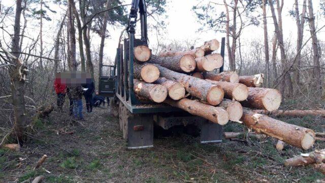 На Вінниччині викрили злочинців, які організували незаконну вирубку лісу. ФОТО