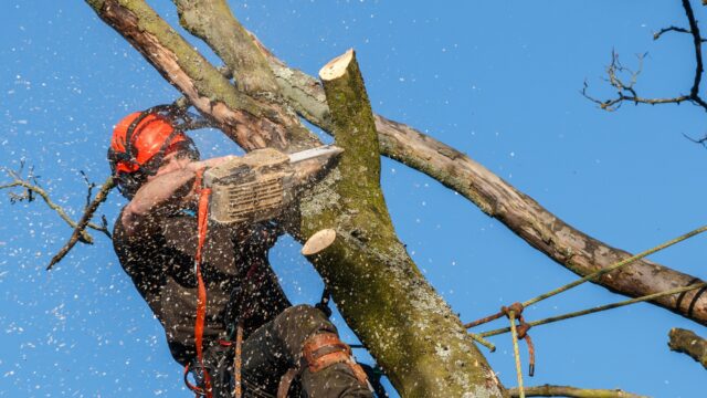 У Вінниці цьогоріч планують знести понад 1,6 тисячі кубометрів дерев
