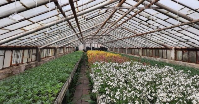 Ампельна фіалка та пеларгонія: у Вінниці висадять понад 150 тисяч квітів