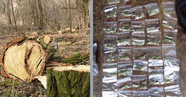 На Вінниччині у зловмисників, які незаконно вирубували ліс, вилучили наркотики та гранату. ФОТО, ВІДЕО