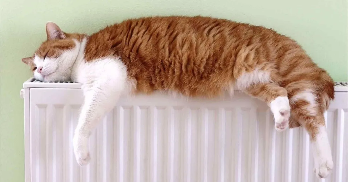 Зображення до новини