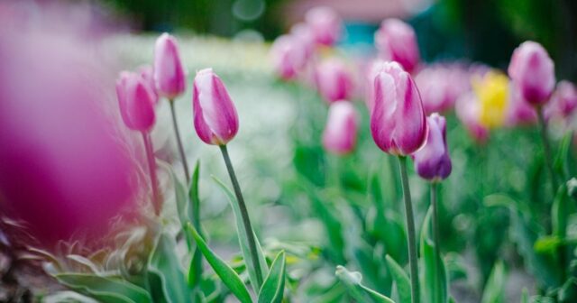 У вінницькому парку розквітли 40 тисяч тюльпанів. ФОТОРЕПОРТАЖ