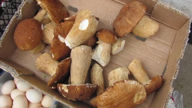 У Вінниці перевірять, чи безпечні гриби продають на міських ринках