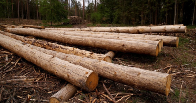 Понад 37 мільйонів гривень збитків: на території Гайсинського лісгоспу незаконно зрубали понад п’ять тисяч дерев