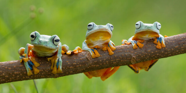Жаба-помідор і блакитна квакша: У Вінниці покажуть виставку жаб з усього світу