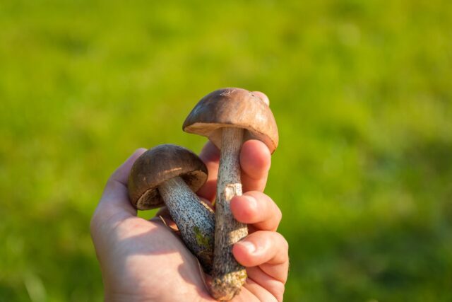 На Вінниччині за тиждень отруїлися грибами ще четверо людей, серед них одна дитина