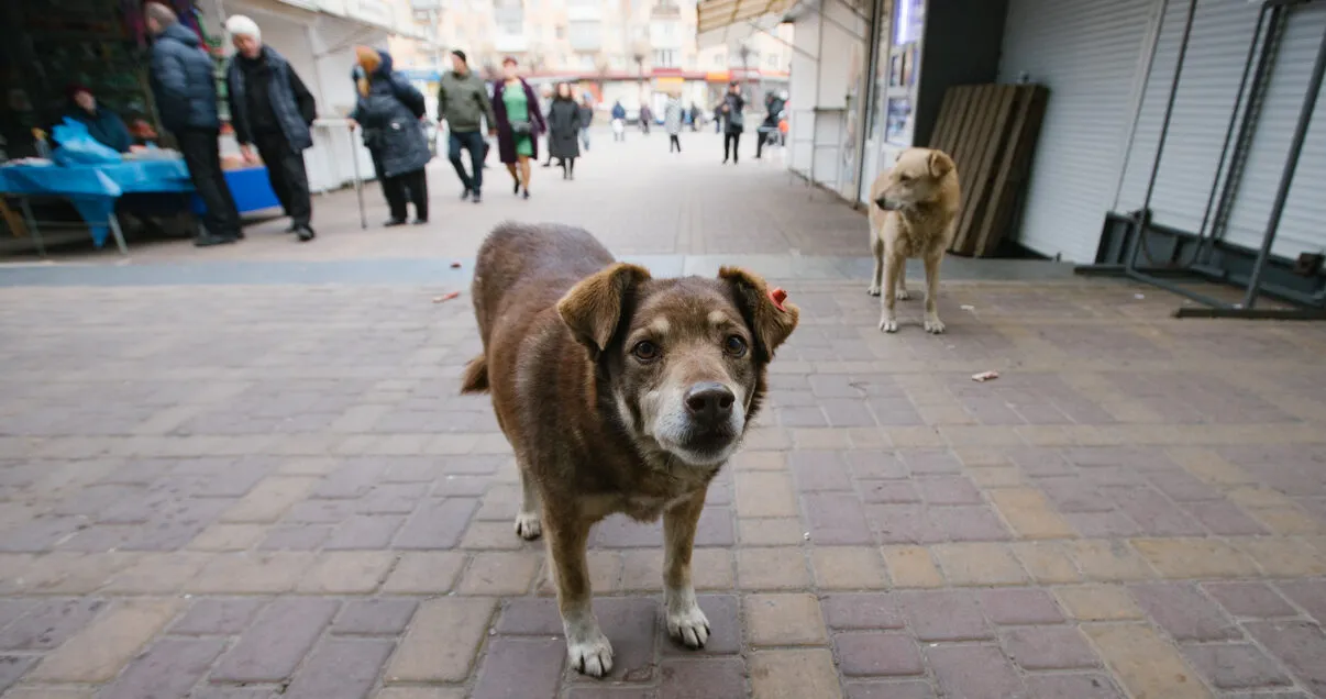 Зображення до новини