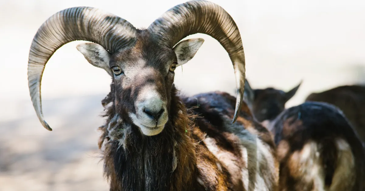 Зображення до новини