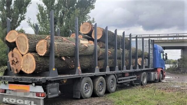 Декілька днів вивозили вантажівками: у Тульчинському районі незаконно порубали дерева. ФОТО