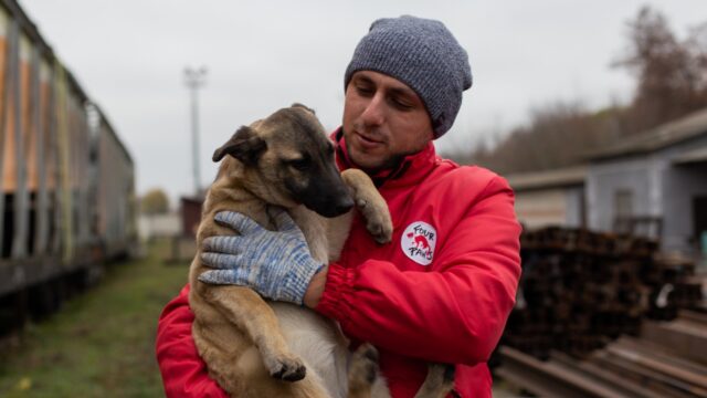 У Вінниці стерилізують 250 безпритульних собак