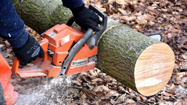 Іспитовий строк і понад мільйон гривень відшкодування: на Вінниччині засудили чоловіка за незаконну вирубку дерев