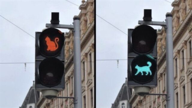 У Вінниці пропонують встановити світлофор для пішоходів із зображенням кота. ПЕТИЦІЯ