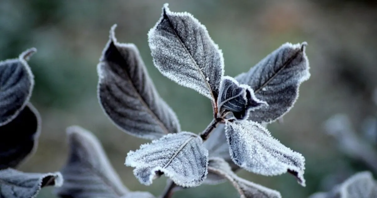 Зображення до новини