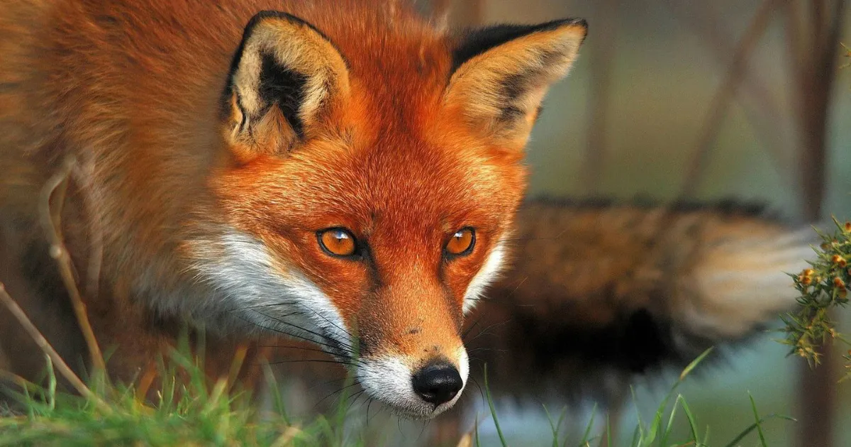 Зображення до новини