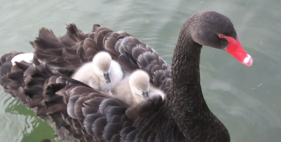 Зображення до новини