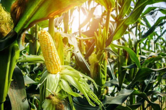 На Вінниччині підприємиця самовільно засіяла поле кукурудзою, за що відшкодує майже 50 тисяч гривень