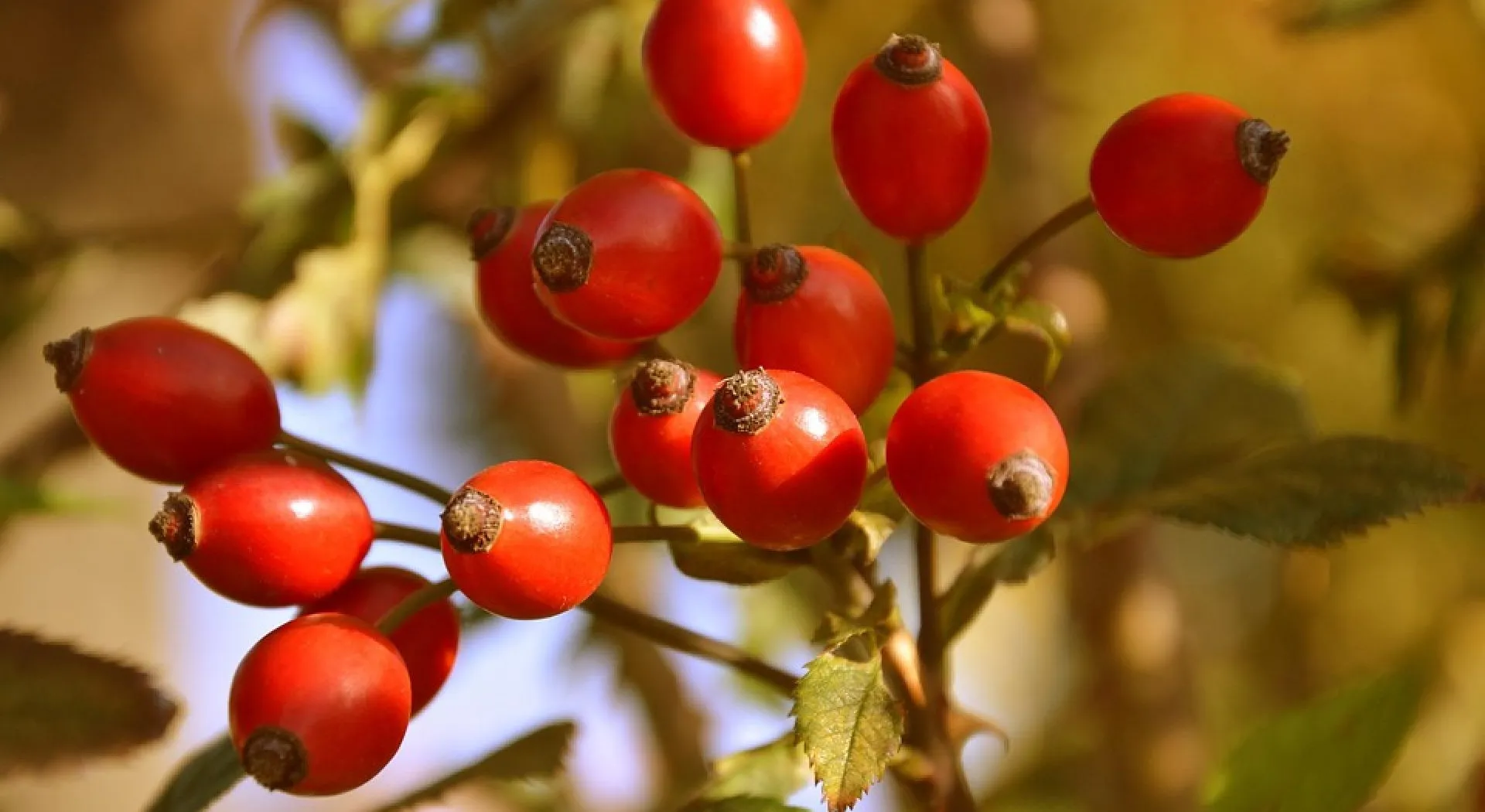 Зображення до новини