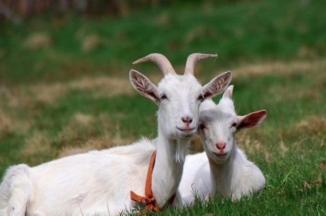 На Вінниччині зменшилося поголів’я свиней, кіз та овець