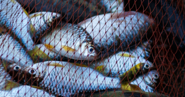 Майже мільйон гривень збитків: під час рейдів у жовтні Вінницький рибоохоронний патруль виявив 244 порушення