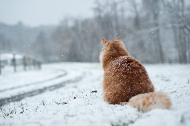 Сніг, мороз, ожеледиця: синоптики прогнозують на Вінниччині негоду до кінця доби сьогодні та завтра