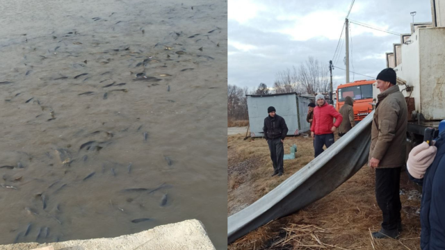 На Вінниччині у водосховище випустили понад 16 тонн риби