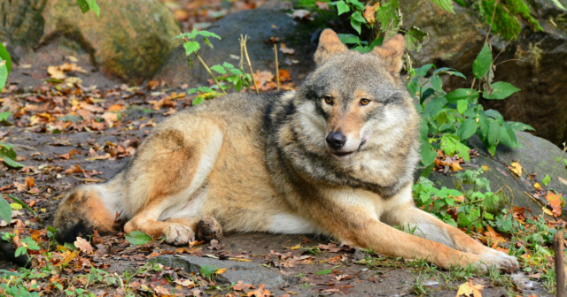 На Вінниччині протягом року вполювали 26 вовків та близько трьох тисяч лисиць