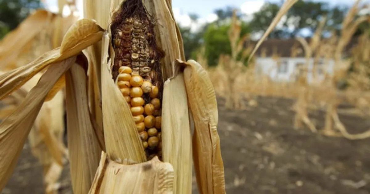 Зображення до новини