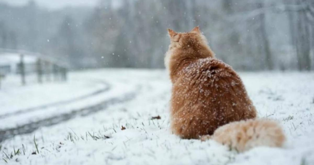 Дощ, сніг і можлива ожеледиця: синоптики попереджають про погіршення погодних умов на Вінниччині
