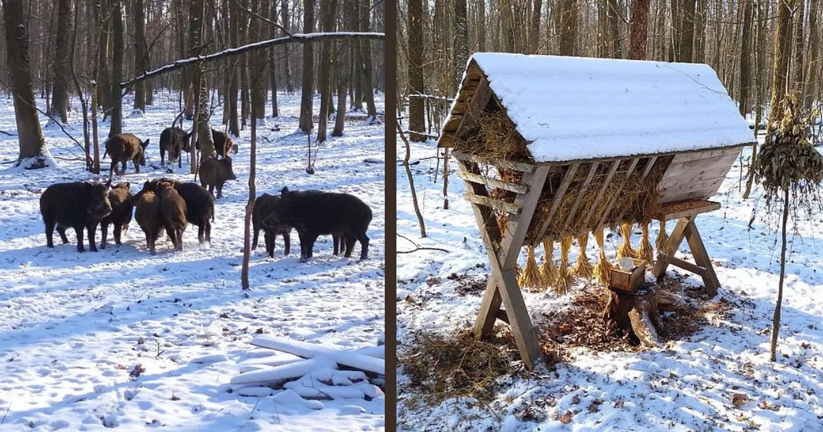 Зображення до новини