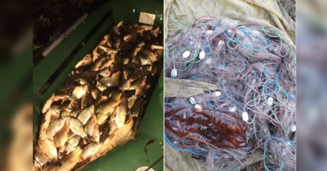 Білий амур, жерех, короп: на Вінниччині виявили зловмисників, які сітками виловили майже 600 рибин