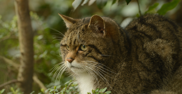Лісові коти, зубри та бобри: на Вінниччині триває підрахунок диких тварин