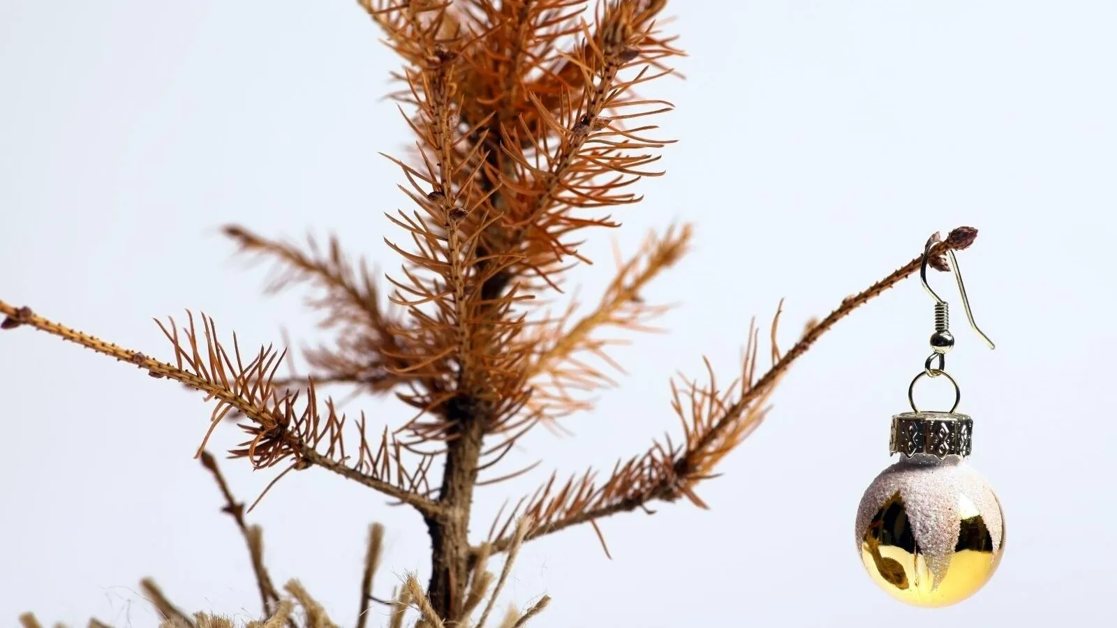 Зображення до новини