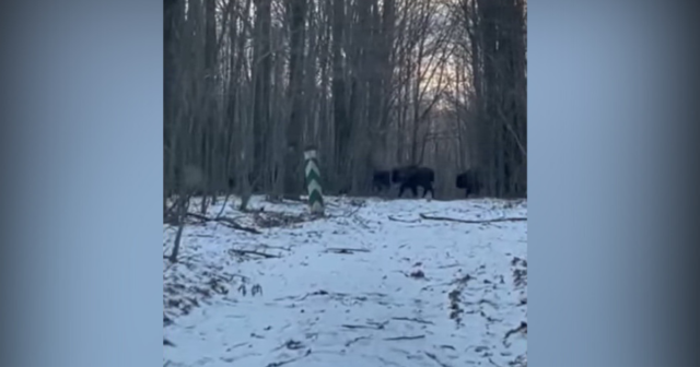 Вже біля Вінниці: на лісовій дорозі в масивах Вінницького лісгоспу відзняли на відео стадо зубрів