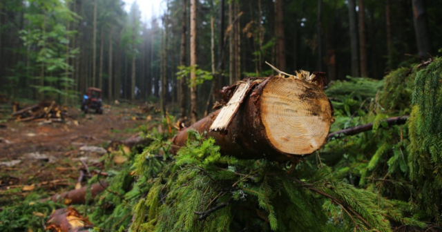 На Вінниччині підприємство зобов’язали сплатити понад 2 мільйони гривень через незаконну вирубку дерев