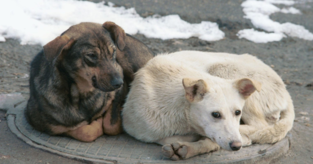 У Вінниці поліція розпочала розслідування за фактами загибелі собак біля центрального автовокзалу