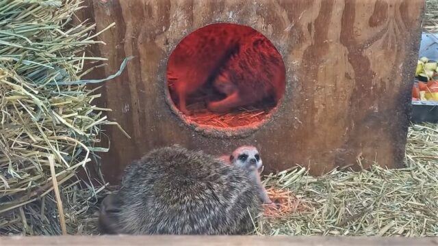У “Подільському зоопарку” народилися два малюки-сурикати. ВІДЕО
