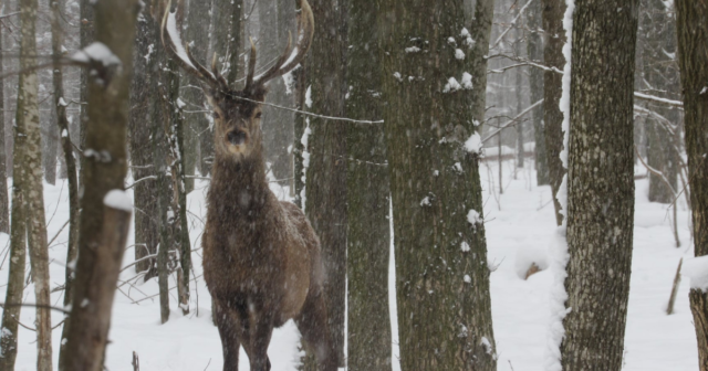 Зайці, муфлони та олені: лісівники Вінниччини порахували звірів та птахів у Подільських лісах