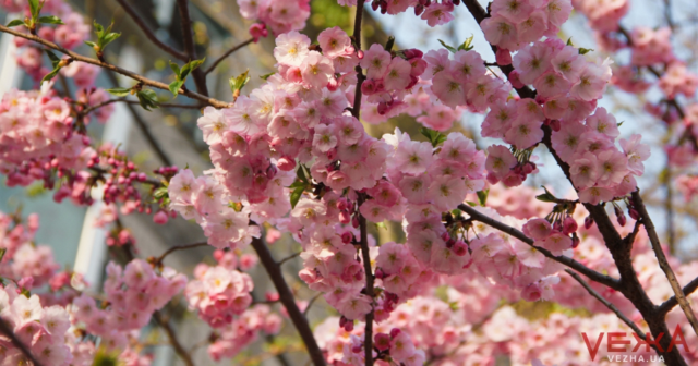 Ніжно-рожеві та білі: як у Вінниці квітнуть сакури та магнолії. ФОТОРЕПОРТАЖ