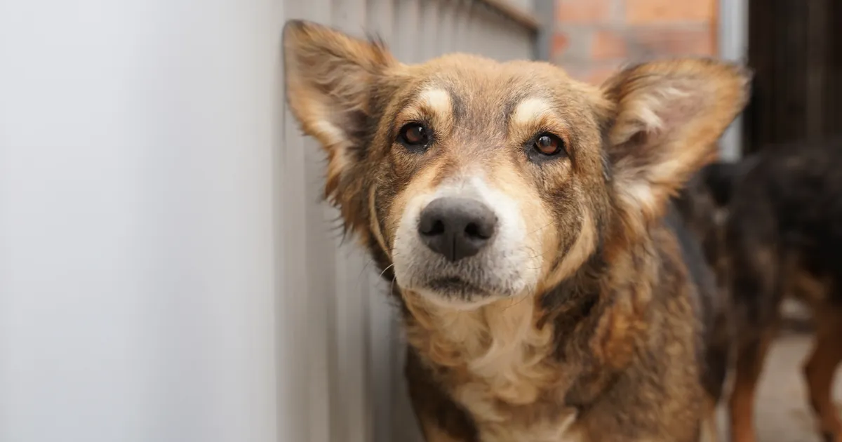 Зображення до новини