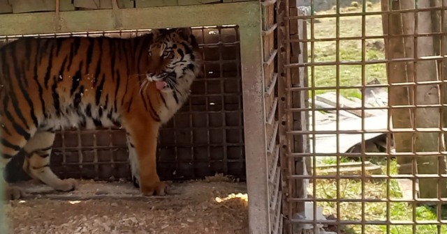 Ягуар та уссурійська тигриця: до Подільського зоопарку евакуювали двох хижаків із зони бойових дій