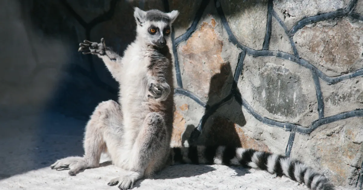 Зображення до новини