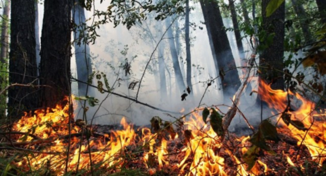 На Вінниччині сьогодні та завтра – надзвичайний рівень пожежної небезпеки