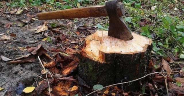 Понад сотня безпідставно вирубаних дерев: інженера лісгоспу на Вінниччині підозрюють у службовій недбалості