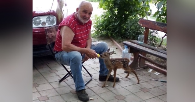 На Вінниччині родина лісівника прихистила знайдене поранене дике козенятко і назвала його Джавеліном. ФОТО