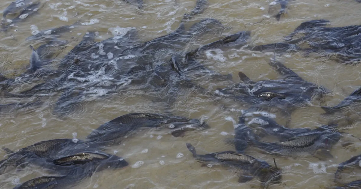 Зображення до новини