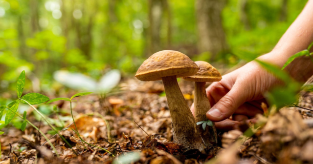 На Вінниччині зафіксували перший в цьому році випадок отруєння дикорослими грибами