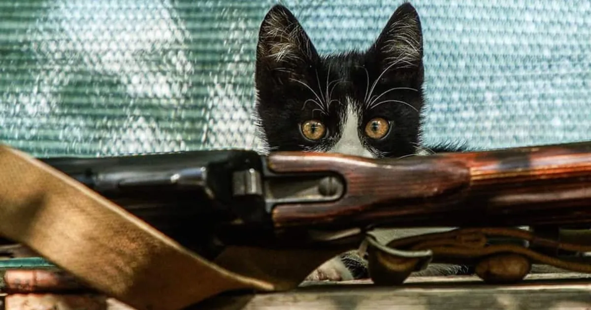 Зображення до новини