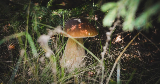 На Вінниччині шестеро людей отруїлись дикорослими грибами